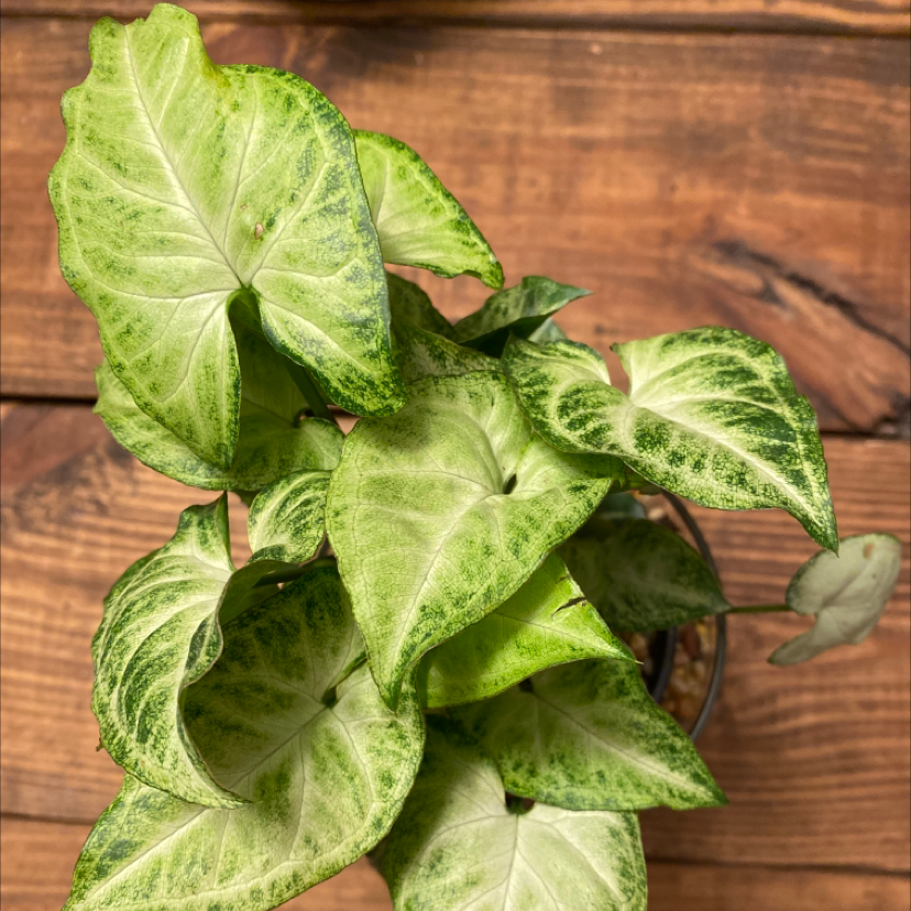 Photo of the plant species Arrowhead Plant by @Ashleyb named Eva on Greg, the plant care app