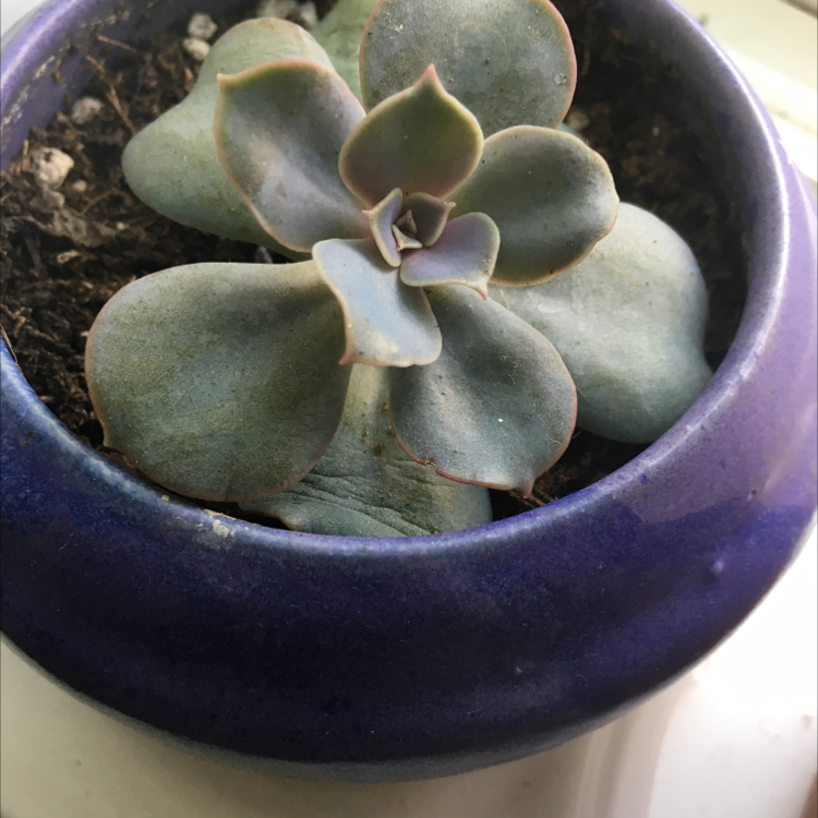 Echeveria 'Perle von Nurnberg' succulent in a blue pot with visible soil.