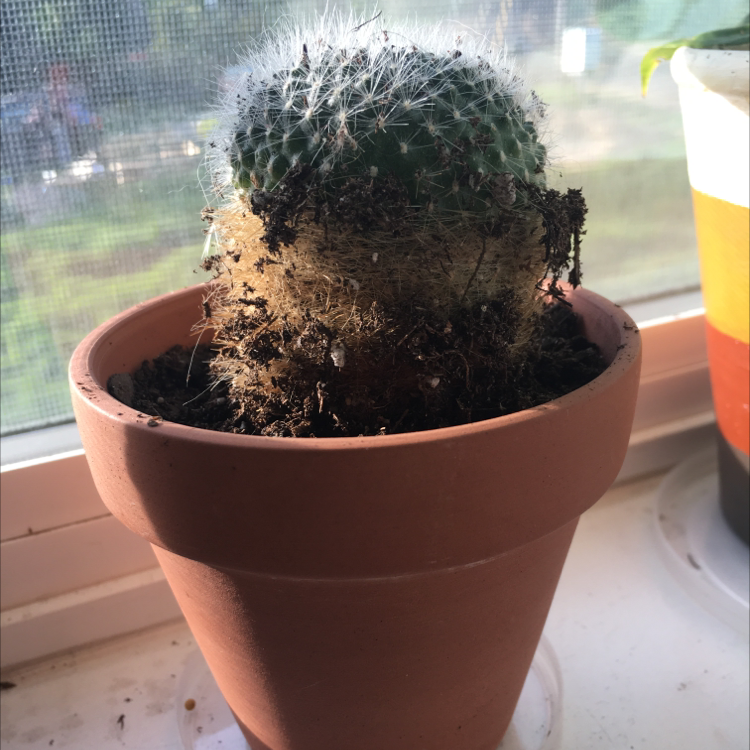 A healthy Old Lady Cactus in a terracotta pot on a windowsill.
