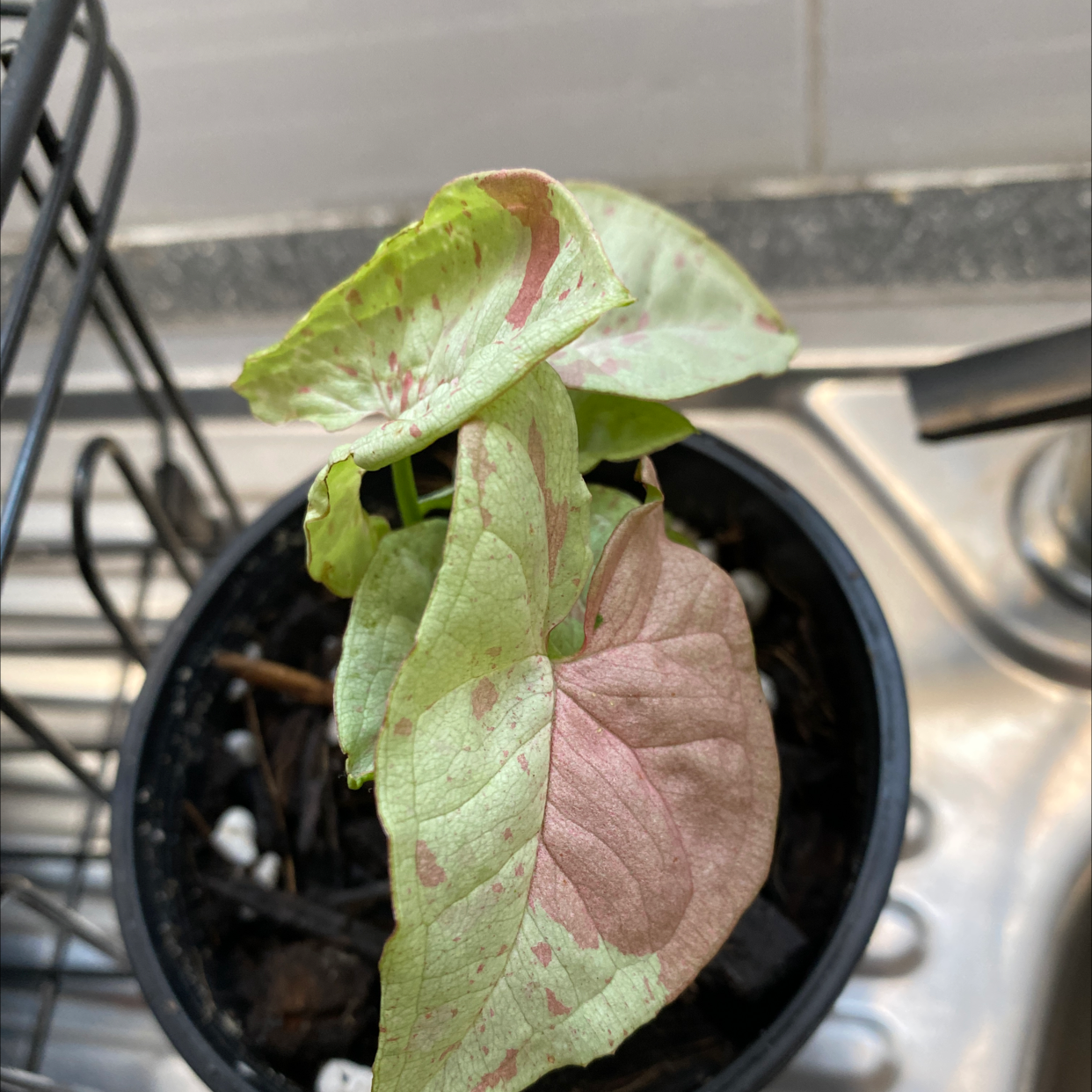 Confetti Syngonium plant in a pot with pinkish and green leaves.