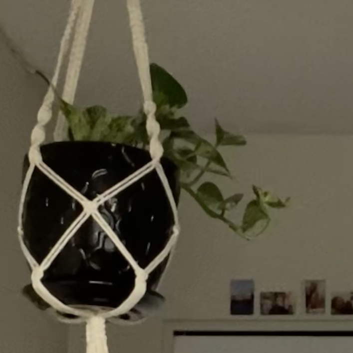 Taro Vine plant photo by @chelseamellish named Peter on Greg, the plant care app.
