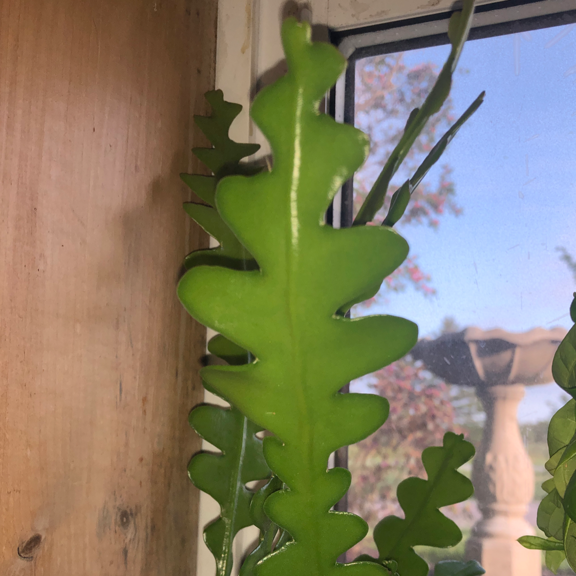 Close-up of a healthy Fishbone Cactus with vibrant green, zigzag-shaped leaves.