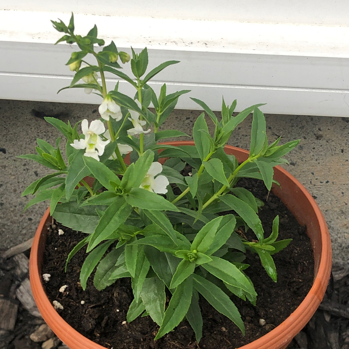 Photo of the plant species Angelonia 'Serenita Purple' by @Brianchartrand named Angelonia on Greg, the plant care app