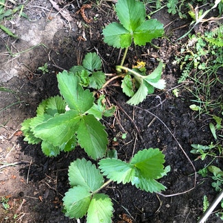 California Strawberry plant in Somewhere on Earth