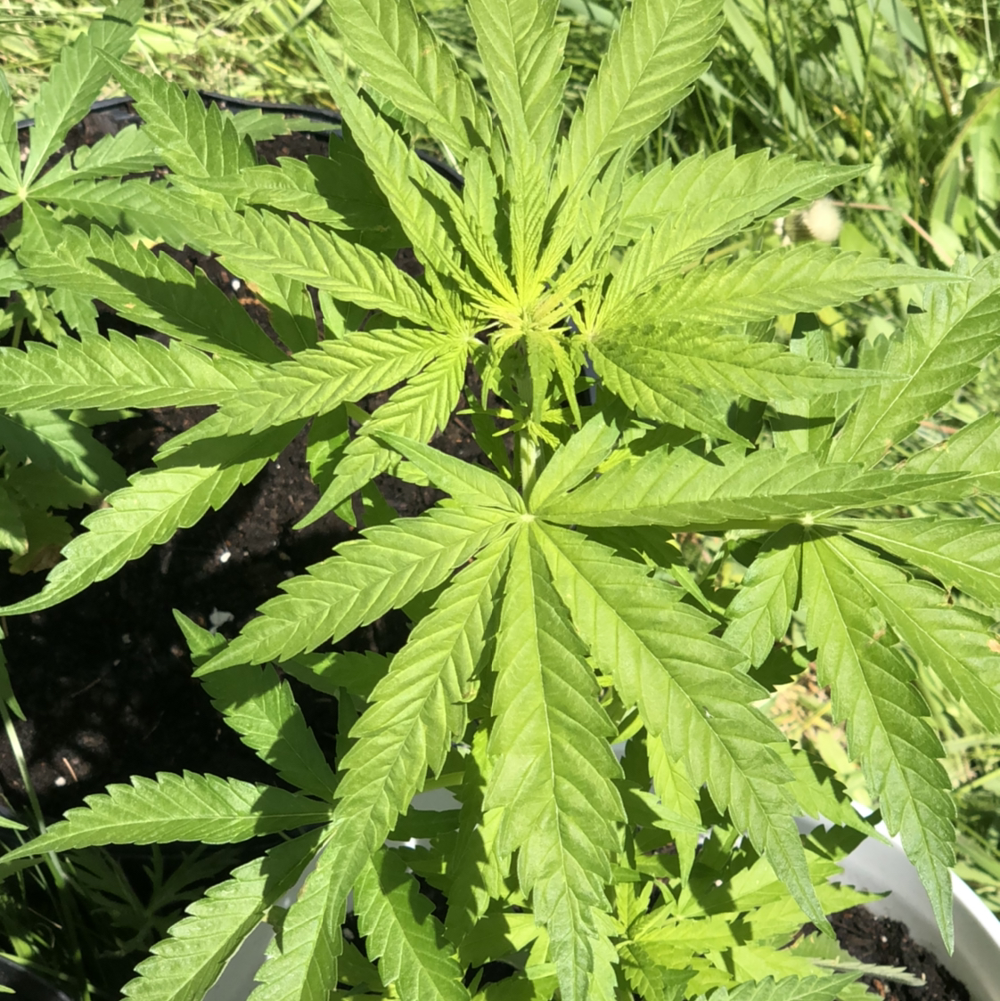 Photo of the plant species Marijuana by @Brianchartrand named Pot on Greg, the plant care app