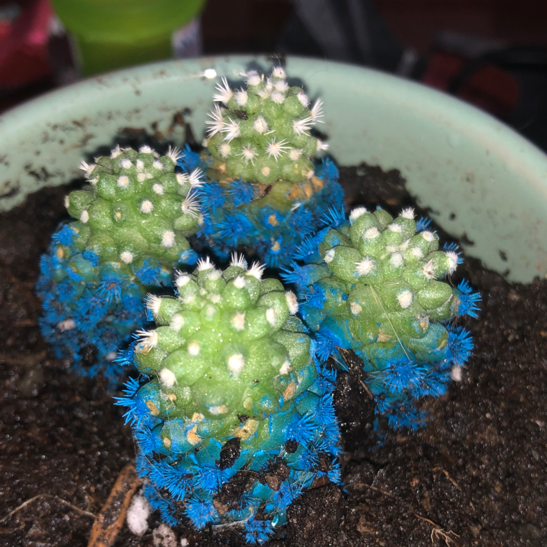 Spiny Pincushion Cactus plant photo by @Brianchartrand named Blue pincushion on Greg, the plant care app.