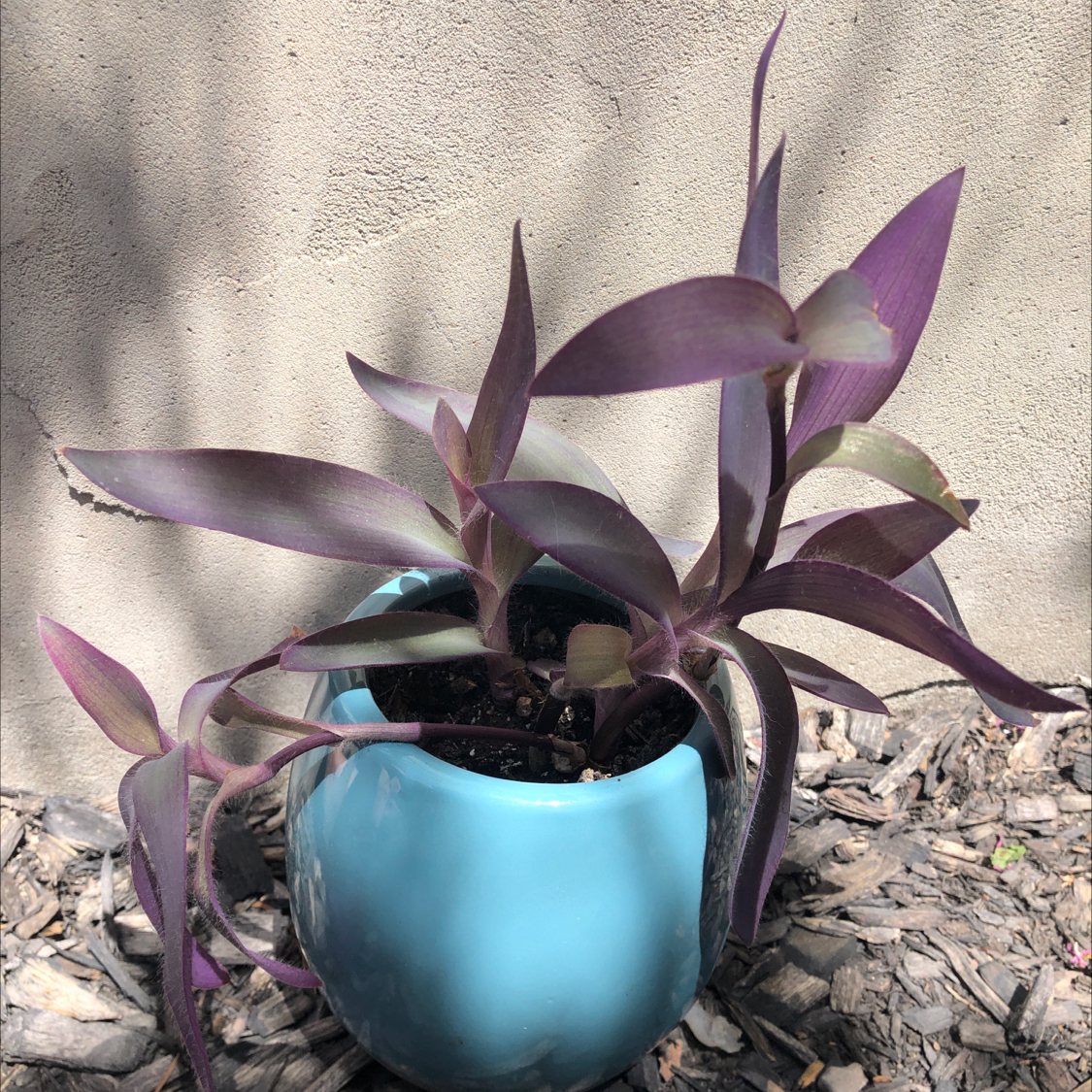 Purple Heart plant photo by @Brianchartrand named Purple heart on Greg, the plant care app.