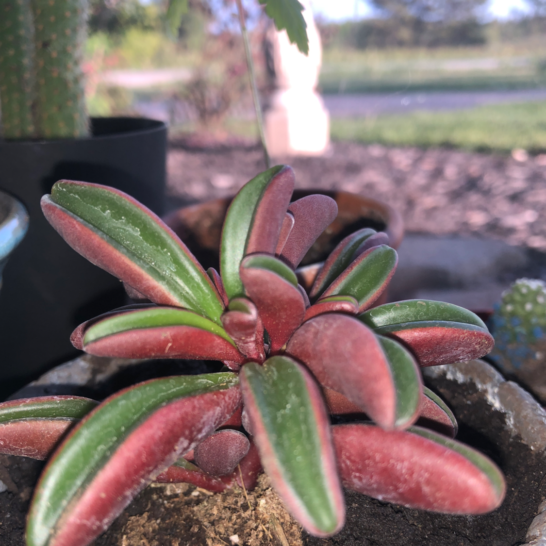 Painted Echeveria plant with vibrant red and green leaves, soil visible.