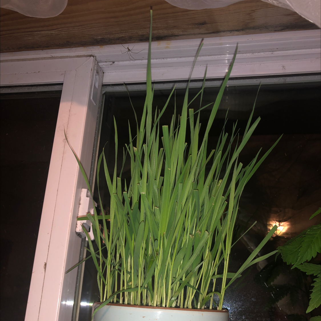 Wheatgrass plant photo by @Brianchartrand named Cat grass on Greg, the plant care app.