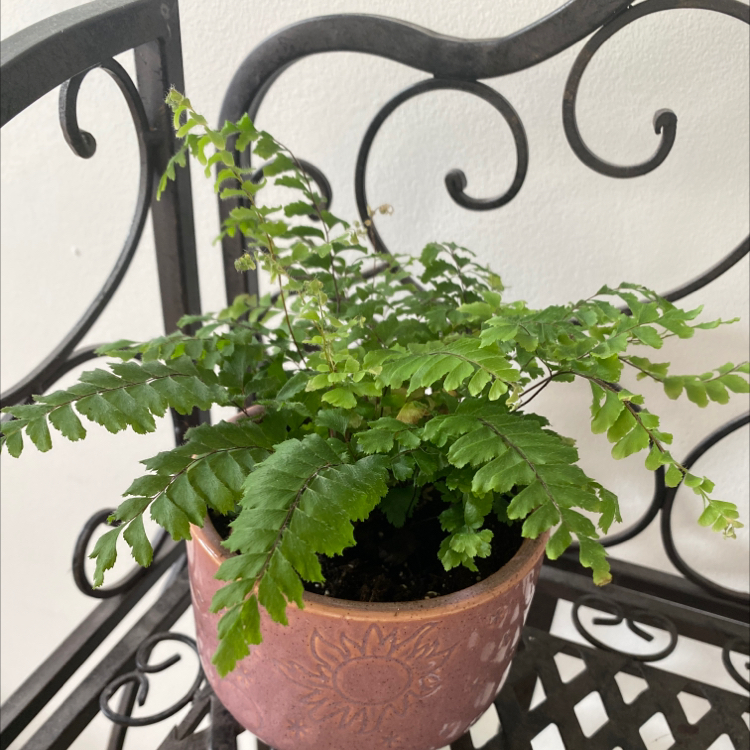 Potted Northern Maidenhair Fern with vibrant green fronds on a decorative metal stand.