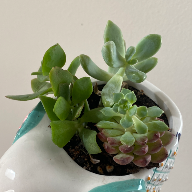 Sedum adolphi 'Golden Glow' succulent in a decorative pot, healthy and well-framed.