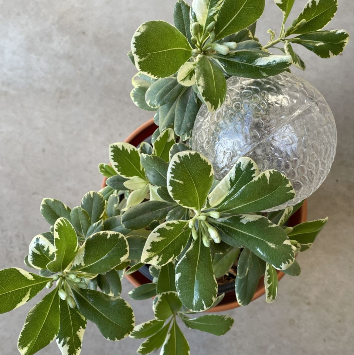 Japanese Cheesewood plant with variegated leaves in a pot, well-framed and in focus.