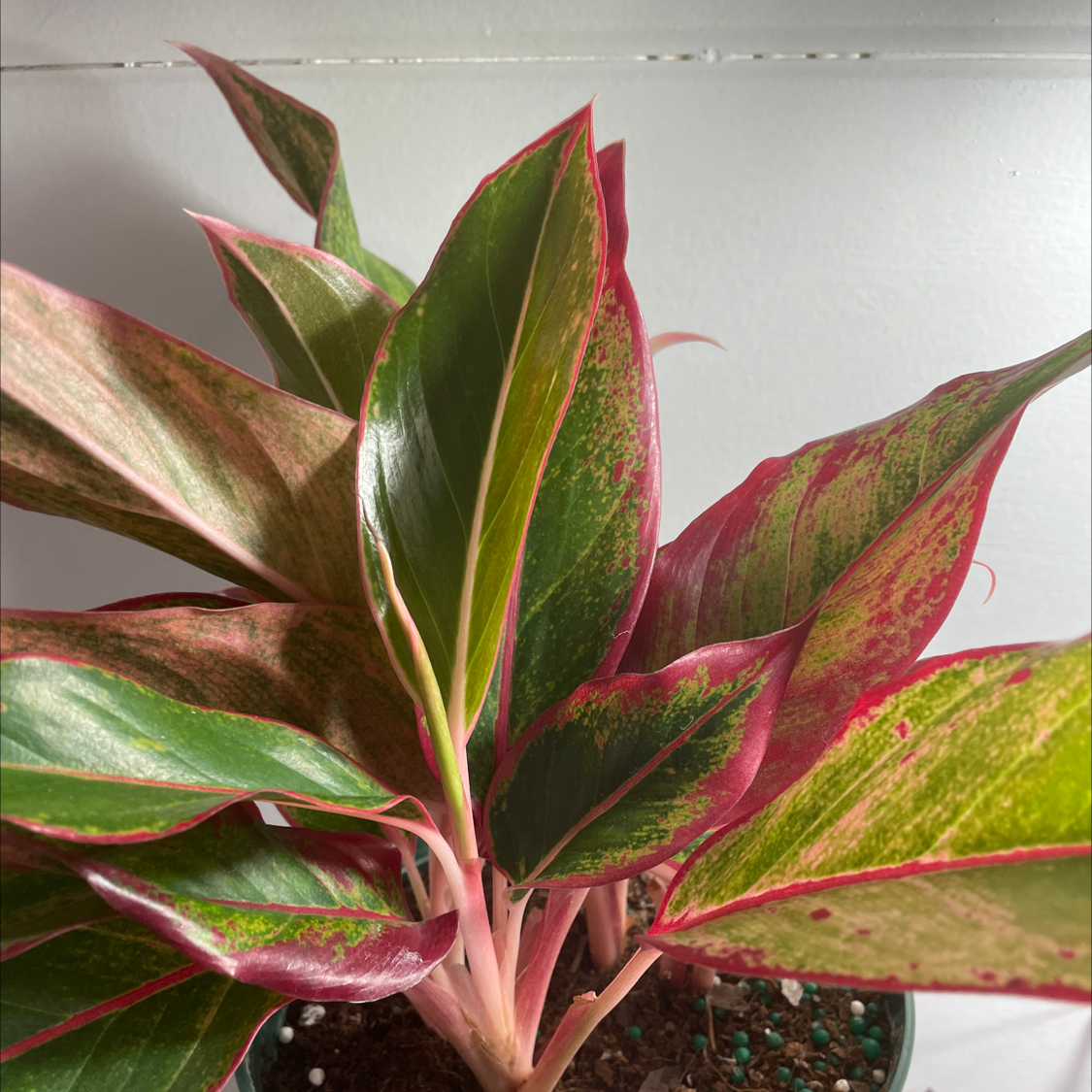 Aglaonema 'Pink Splash' plant with vibrant green and pink leaves, healthy appearance.