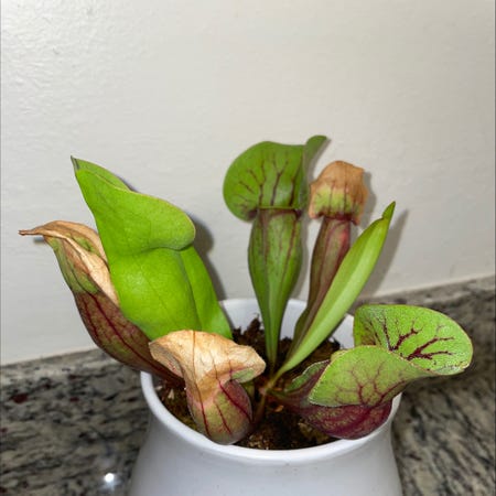 Photo of the plant species Purple Pitcher Plant by @Fruitlegs named Hades on Greg, the plant care app