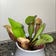 Calculate water needs of Purple Pitcher Plant