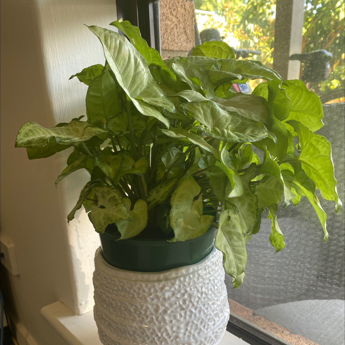Photo of the plant species Syngonium 'White Butterfly' by @Bonniesinclairdeane named Pilip on Greg, the plant care app
