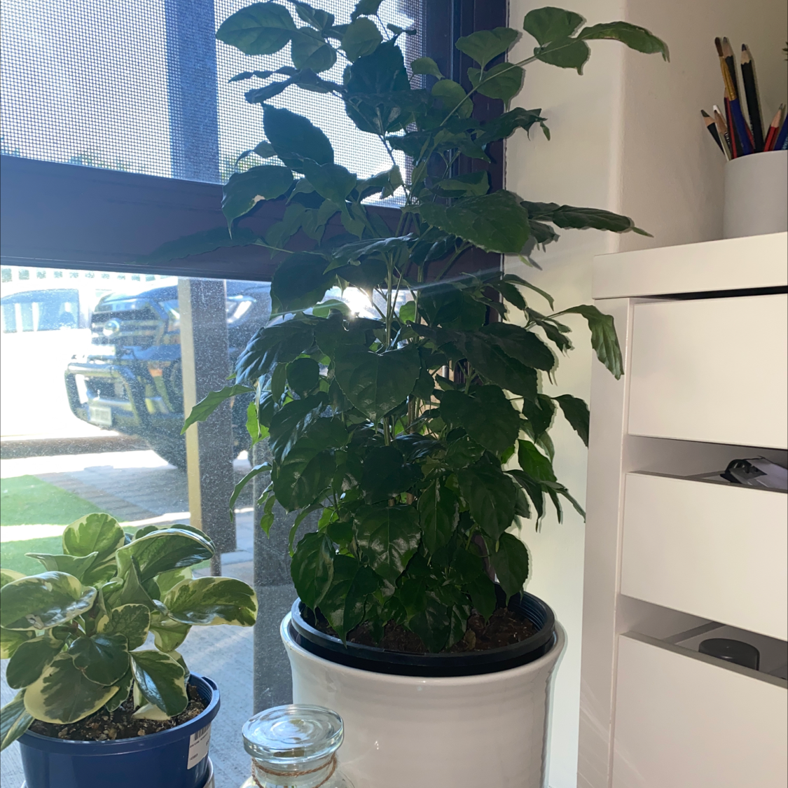 Photo of the plant species China Doll Plant by @Bonniesinclairdeane named Prudence on Greg, the plant care app