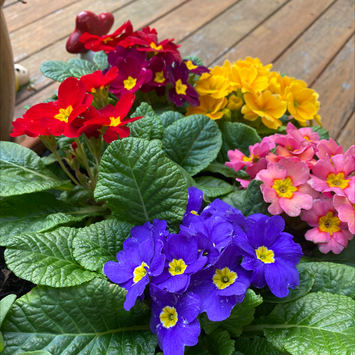 How and When Should I Cut Back My Common Primrose?