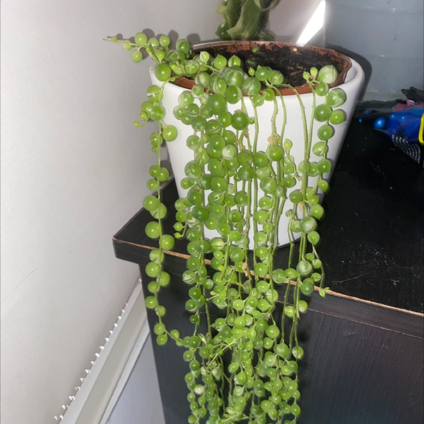 Variegated String of Pearls plant in a white pot with vibrant green leaves.