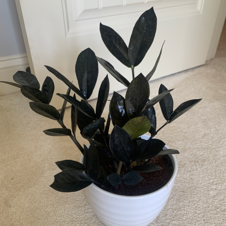 Raven ZZ Plant in a white pot on a carpeted floor, with dark, glossy leaves.