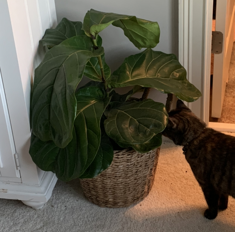 Fiddle Leaf Fig plant in a woven basket with a cat nearby.