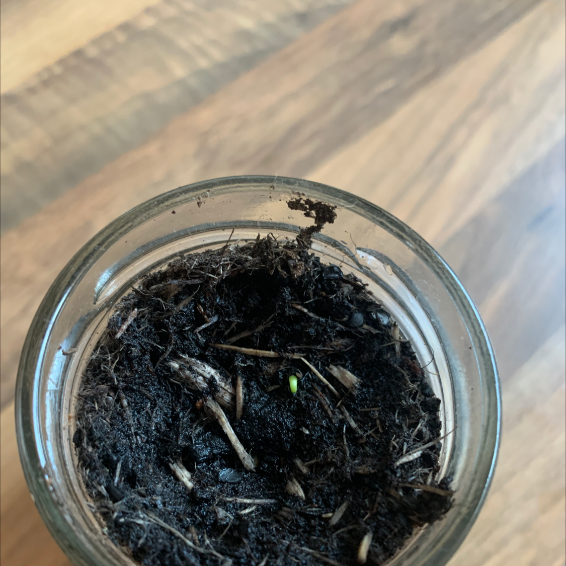 Photo of the plant species Mountain Agave by @L1u3n1a1C2o0n0w7ay named Samantha on Greg, the plant care app