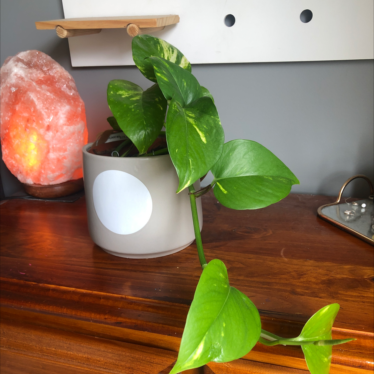 Taro Vine plant photo by @teah named Winston on Greg, the plant care app.