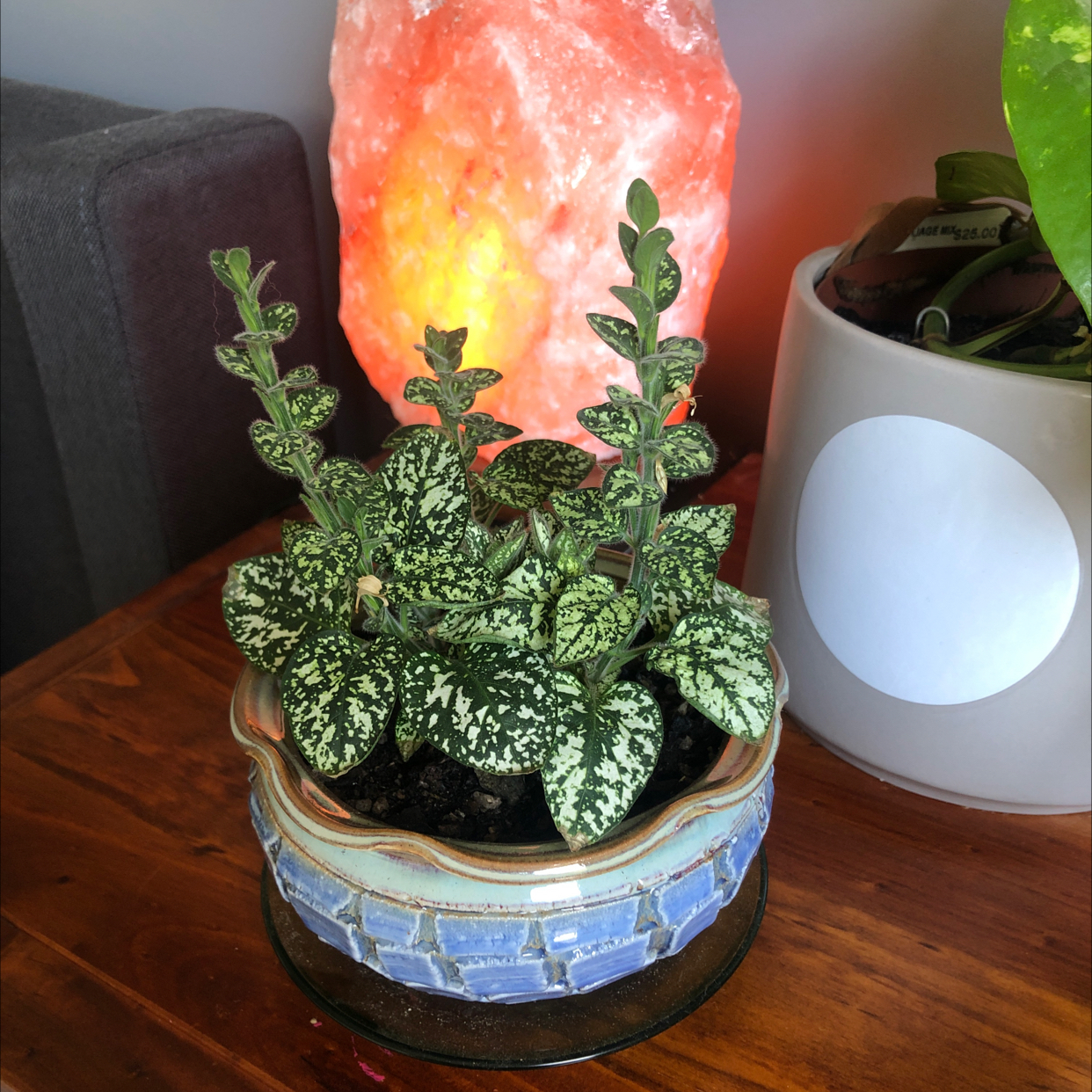 Polka Dot Plant plant photo by @teah named Orwell on Greg, the plant care app.