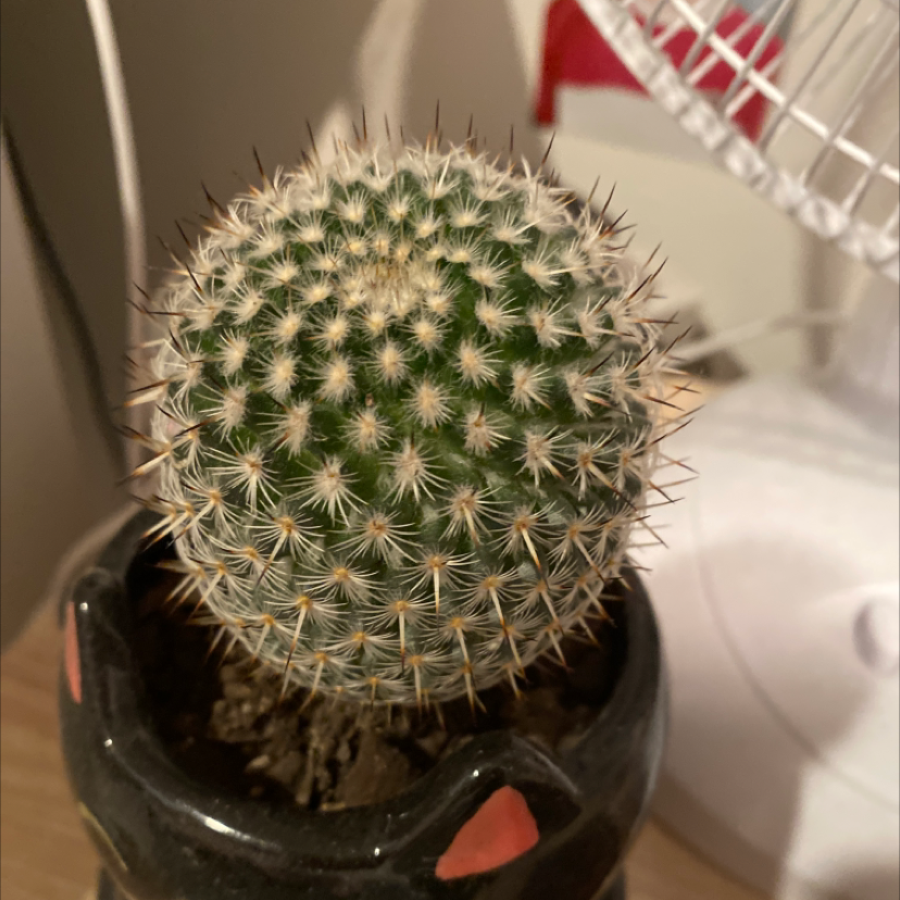 Small, round cactus with dense white spines in a black plastic pot, appearing healthy. Slightly soft focus with home kitchen in background.