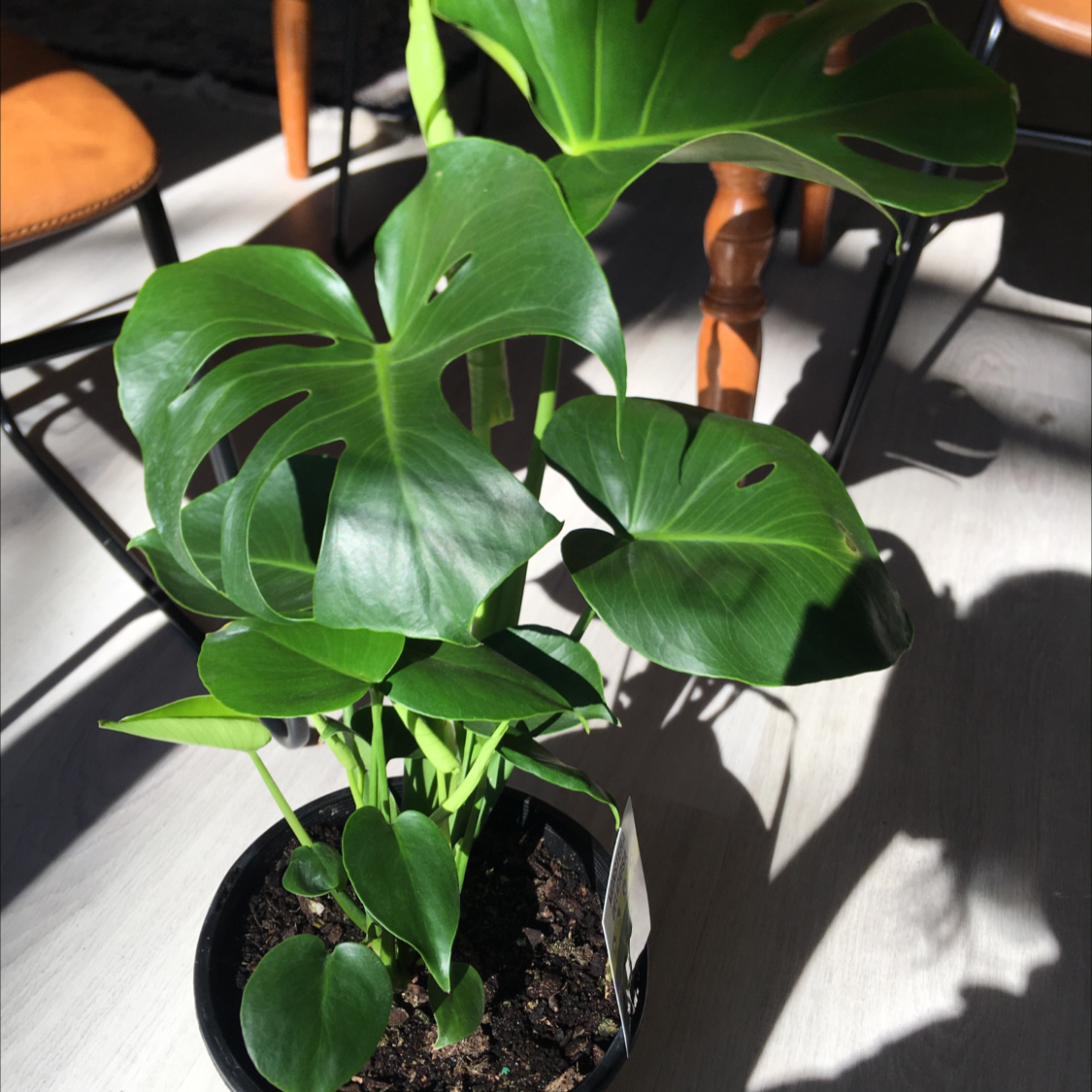 Monstera plant photo by @zoeserenity_ named Cecil on Greg, the plant care app.