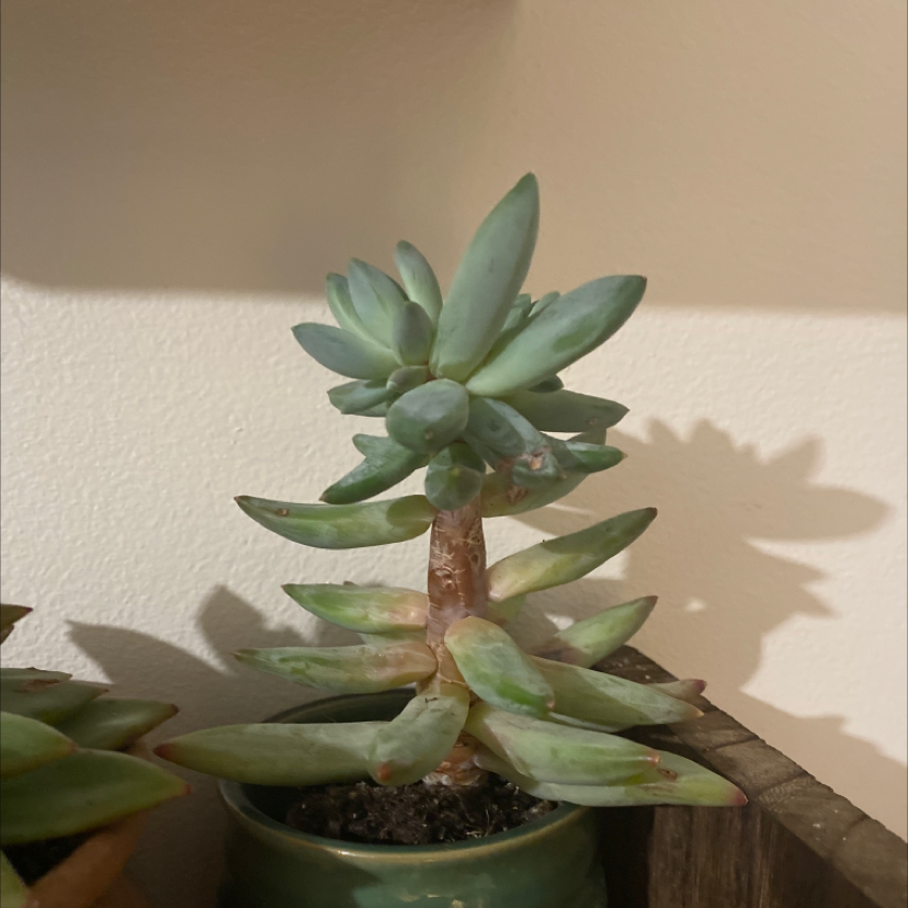 Pachyveria Little Jewel succulent plant in a pot with visible soil, well-framed and in focus.