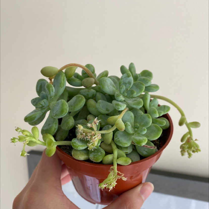 Photo of the plant species Sedum clavatum by @Dumplieng named Athena on Greg, the plant care app