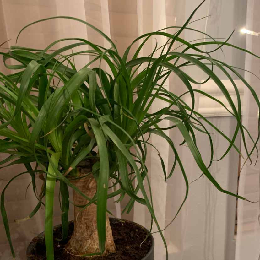 Bottle Palm Tree plant photo by @stellacof named Cleo on Greg, the plant care app.