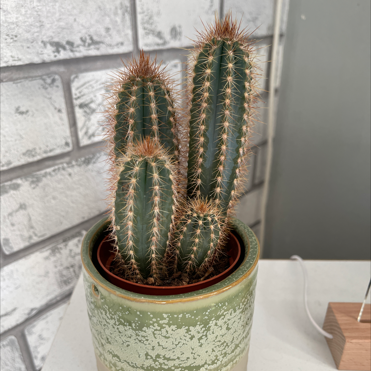 Photo of the plant species Blue Columnar Cactus by @rogerdeacon named Jörgen on Greg, the plant care app