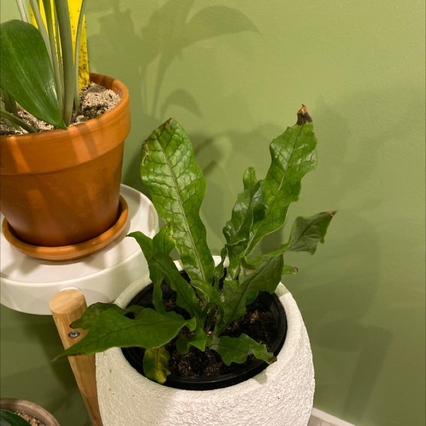 Crocodile Fern in a pot with some browning at the leaf tips. Soil is visible.