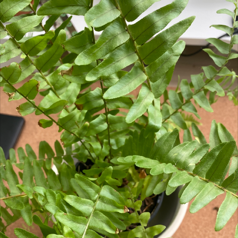 Boston Fern plant photo by @happylittlegarden named Your plant on Greg, the plant care app.
