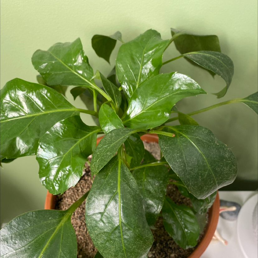 Healthy Alpine Schefflera plant with glossy green leaves in a pot.