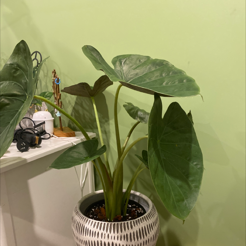 New Guinea Shield plant in a decorative pot with large, healthy green leaves.