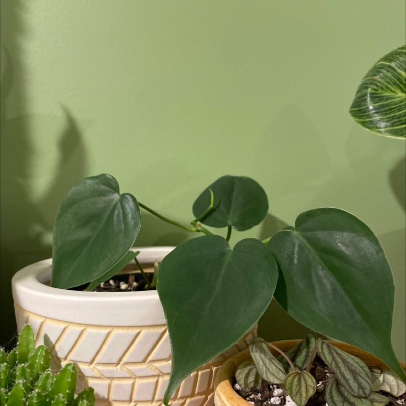 Philodendron Scandens plant photo by @happylittlegarden named carmen on Greg, the plant care app.
