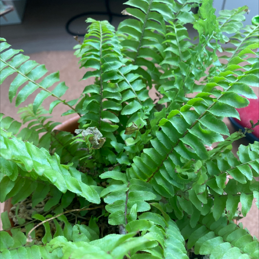Boston Fern plant photo by @happylittlegarden named Your plant on Greg, the plant care app.