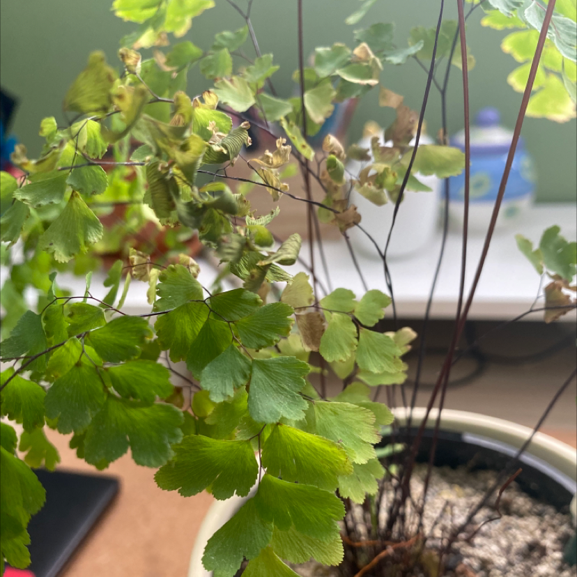 Pacific Maidenhair Fern with some browning leaves in a pot, soil visible.