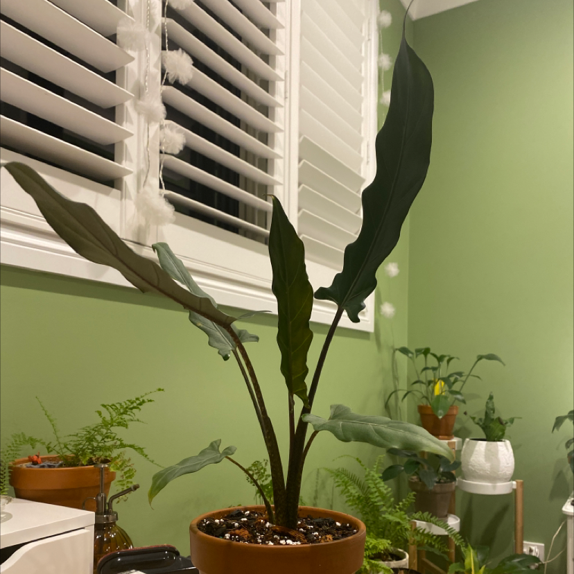 Indoor potted Purple Sword plant with long, narrow, dark green leaves near a window.