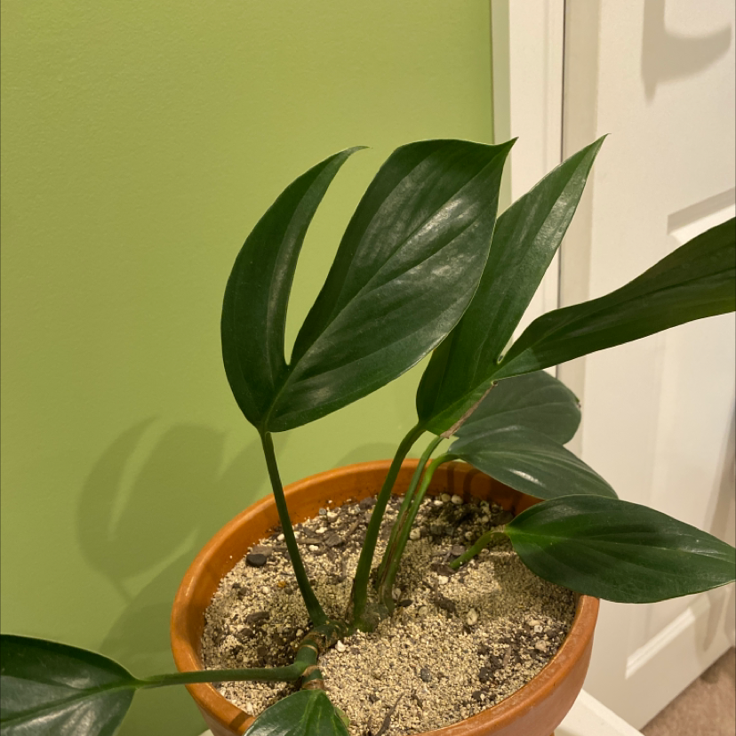 Dragon Tail Plant in a terracotta pot with visible soil and healthy green leaves.