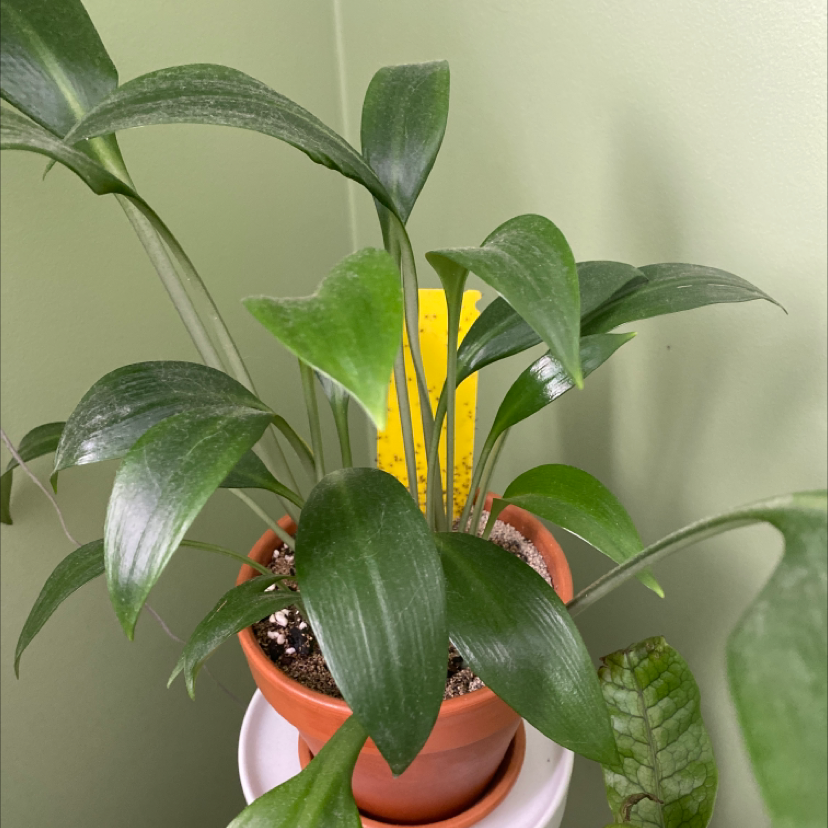 Photo of the plant species Green Supreme by @happylittlegarden named Your plant on Greg, the plant care app