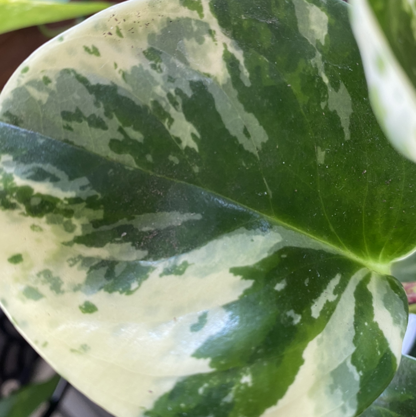 Close-up of a healthy Marble Peperomia leaf with variegated green and white patterns.