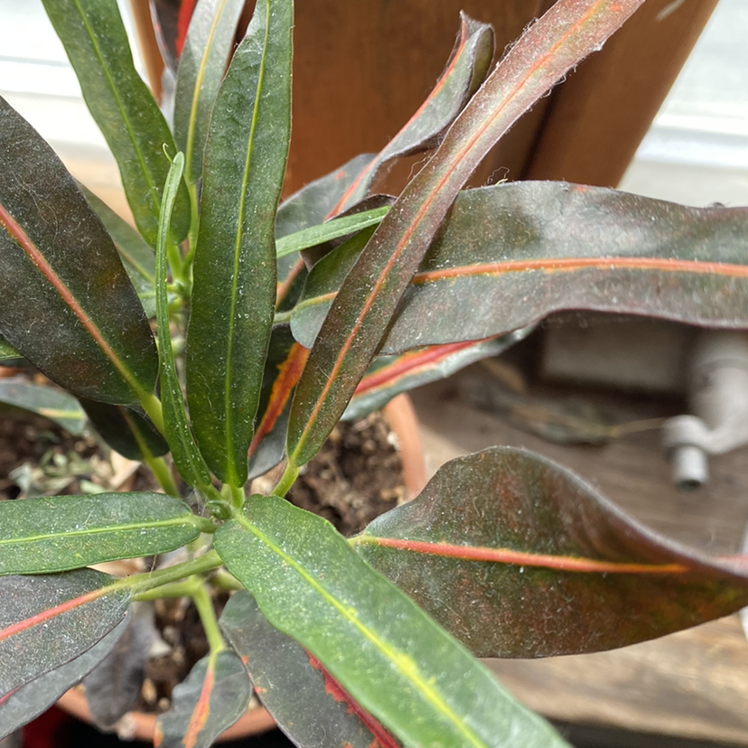 Croton Mammy plant with colorful elongated leaves in a pot.