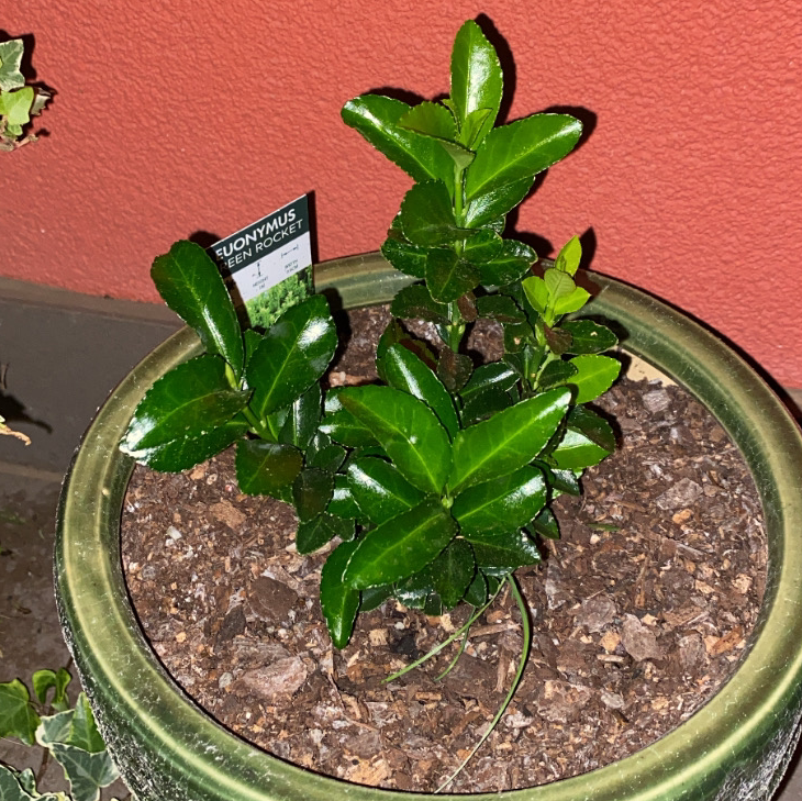 Photo of the plant species Japanese Spindle by @elsgarden named Green rocket on Greg, the plant care app