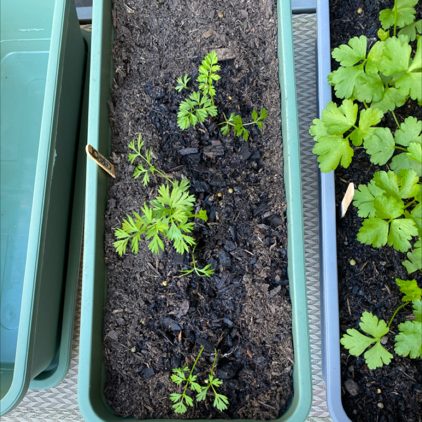 Rectangular planter with young Wild Carrot plants in dark, moist soil.