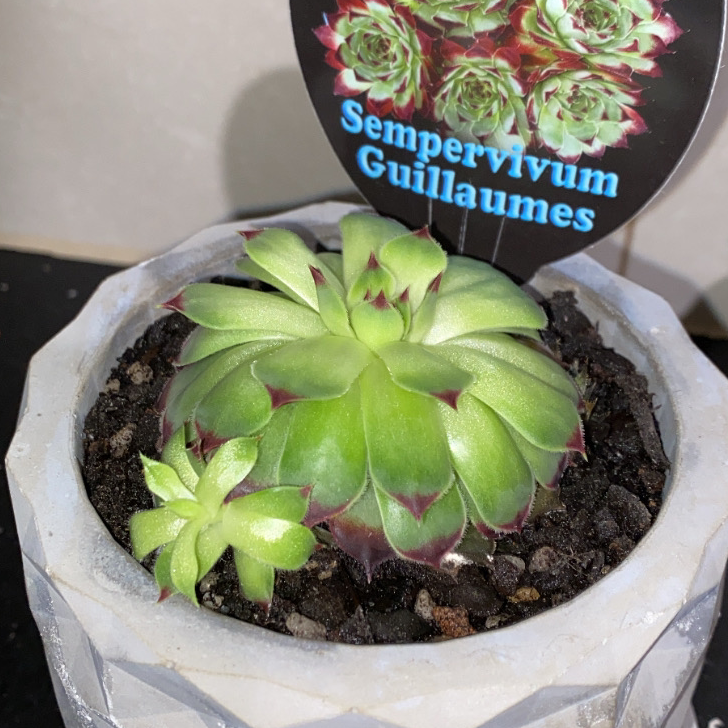 Photo of the plant species Houseleek 'Guillaumes' by @elsgarden named House Leeks on Greg, the plant care app
