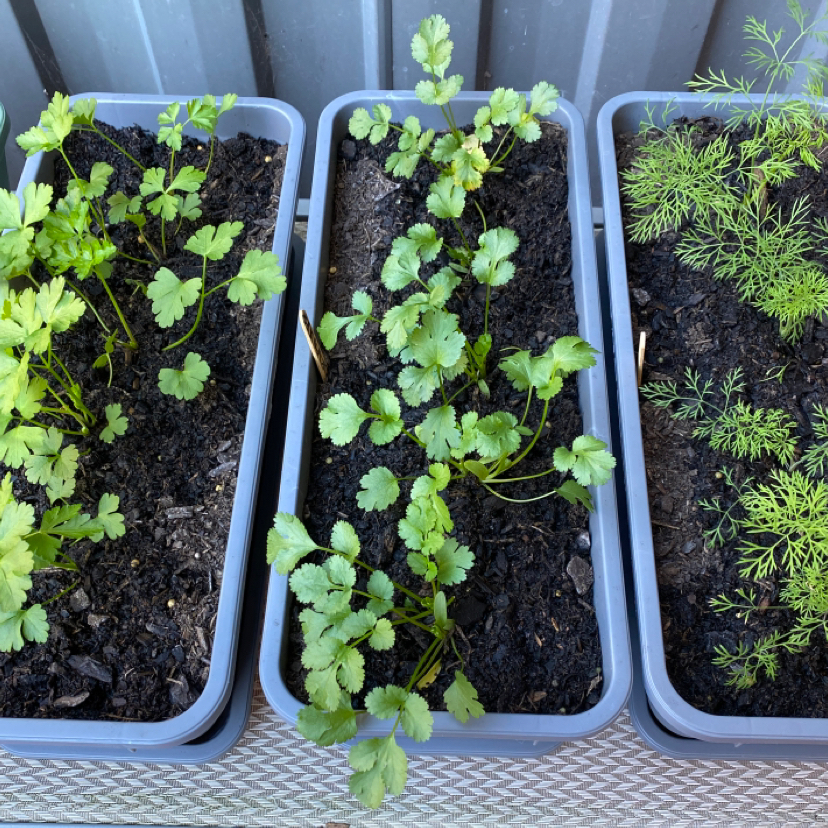 Three planters with healthy young coriander plants growing in dark, moist soil.